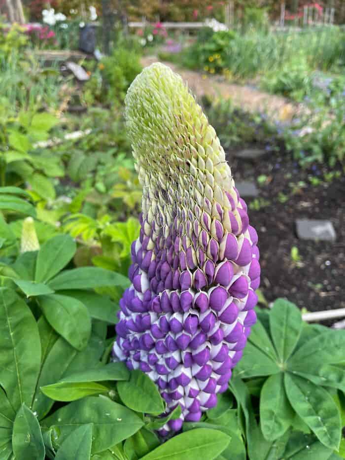 Colorful flower with purple, white, and green petals in a garden.