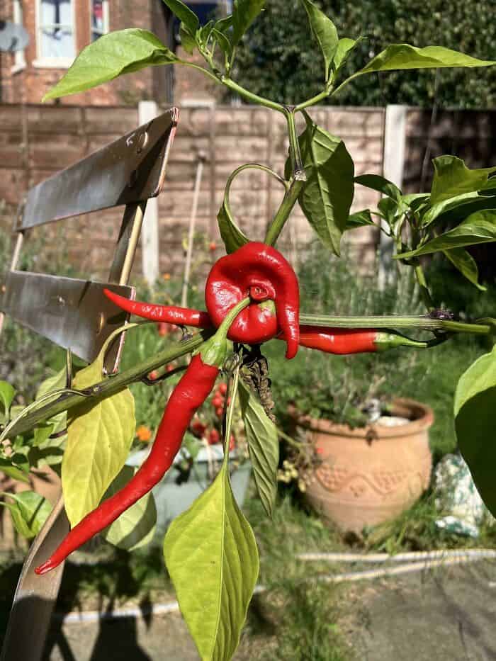 Red pepper plant with a unique, twisted pepper resembling a creature.