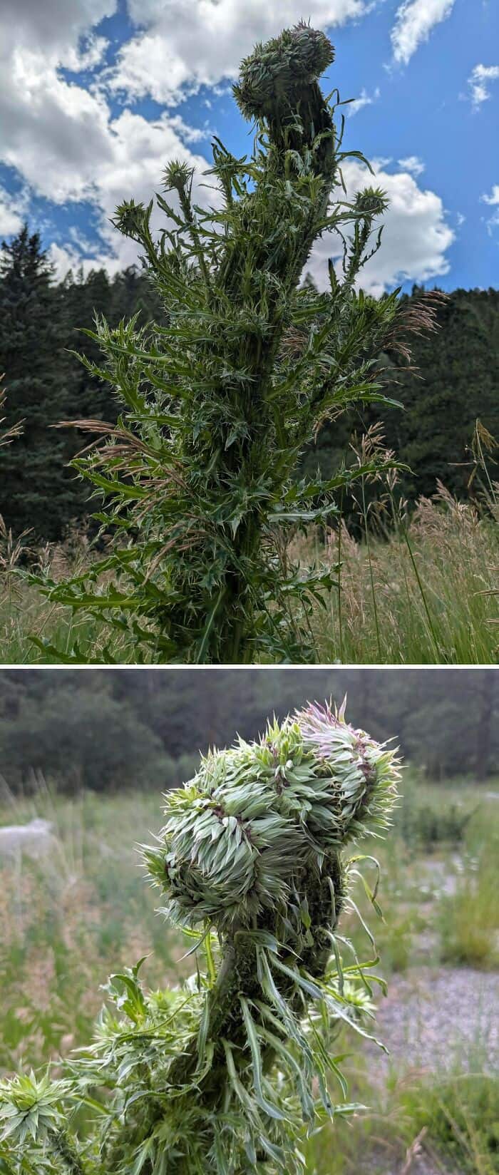 Close-up of a tall, spiky plant with a large, dense flower cluster at the top.