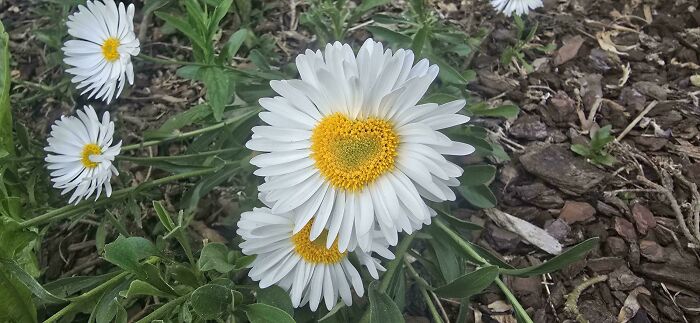 White daisies with yellow centers growing in soil.