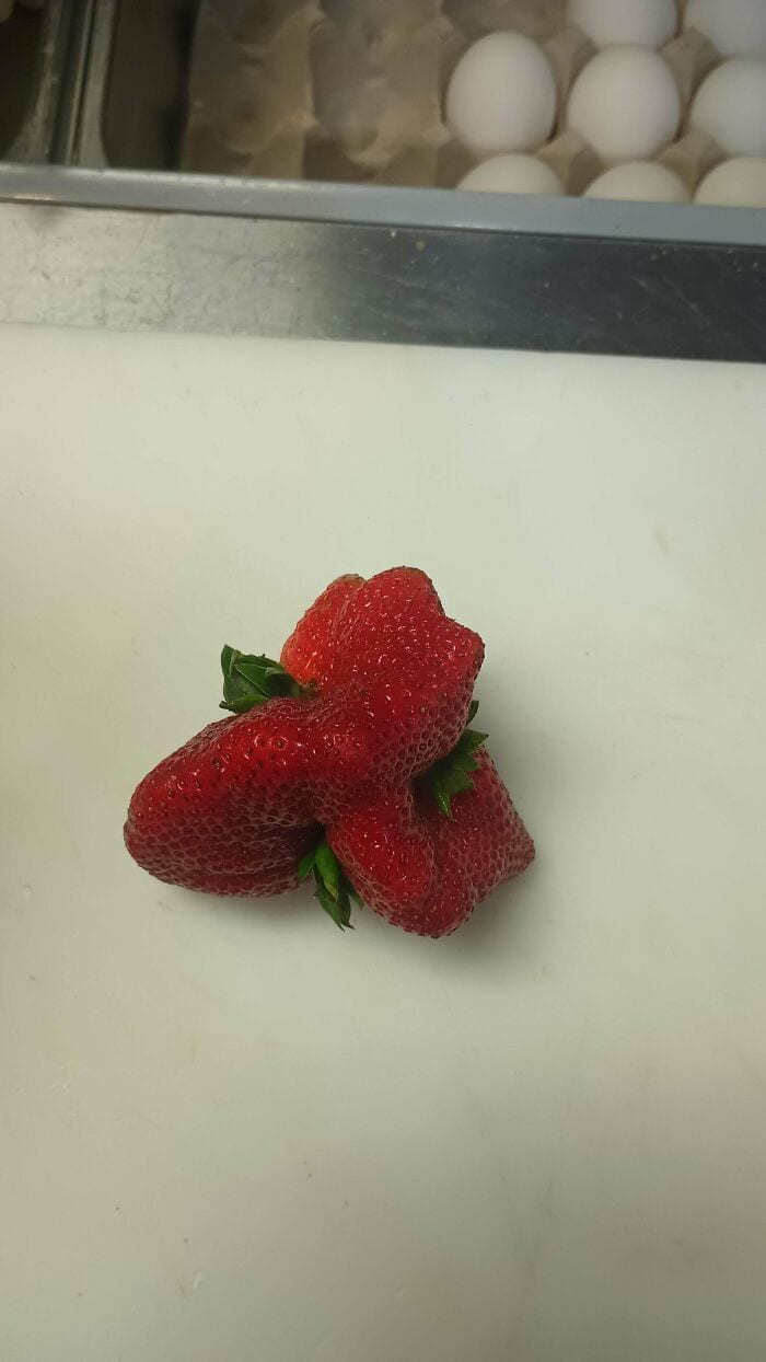 Strawberries with unusual growths, possibly mutations, on a white surface.