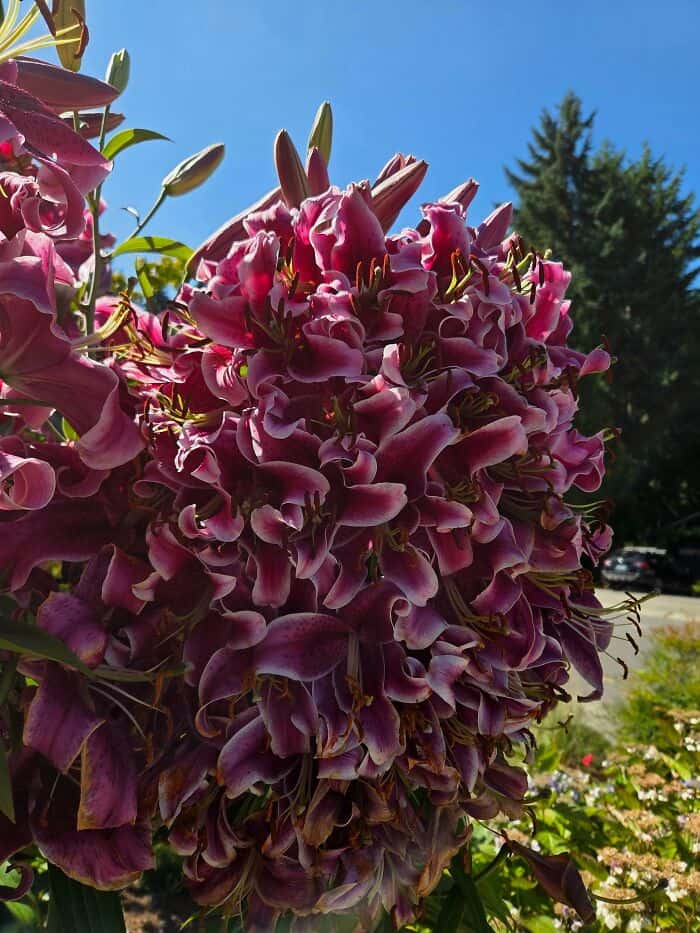 Close-up of a cluster of pink and purple flowers against a blue sky.