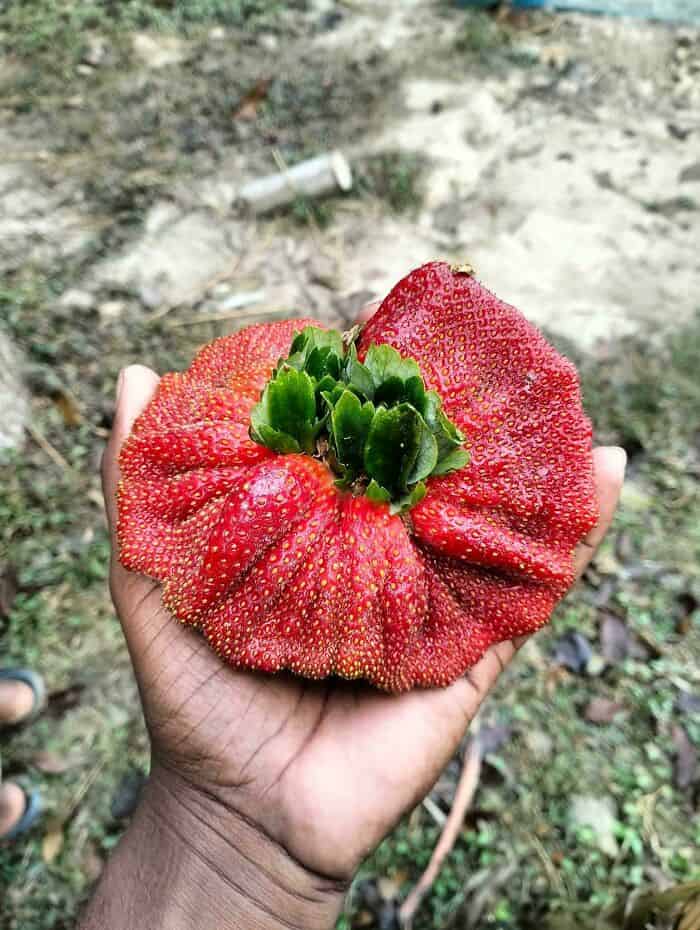 Large, mutated strawberry with multiple lobes and green leaves in hand.