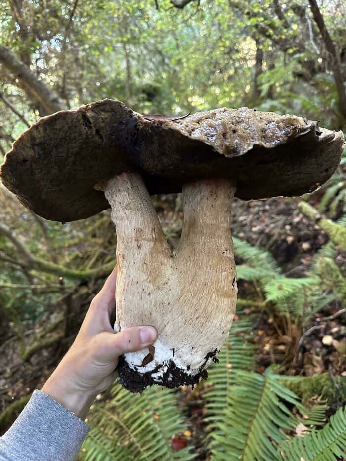 Large mushroom with a wide, dark cap and thick stem in a forest setting.