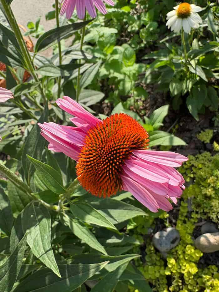 Pink coneflower with orange center in a garden setting.