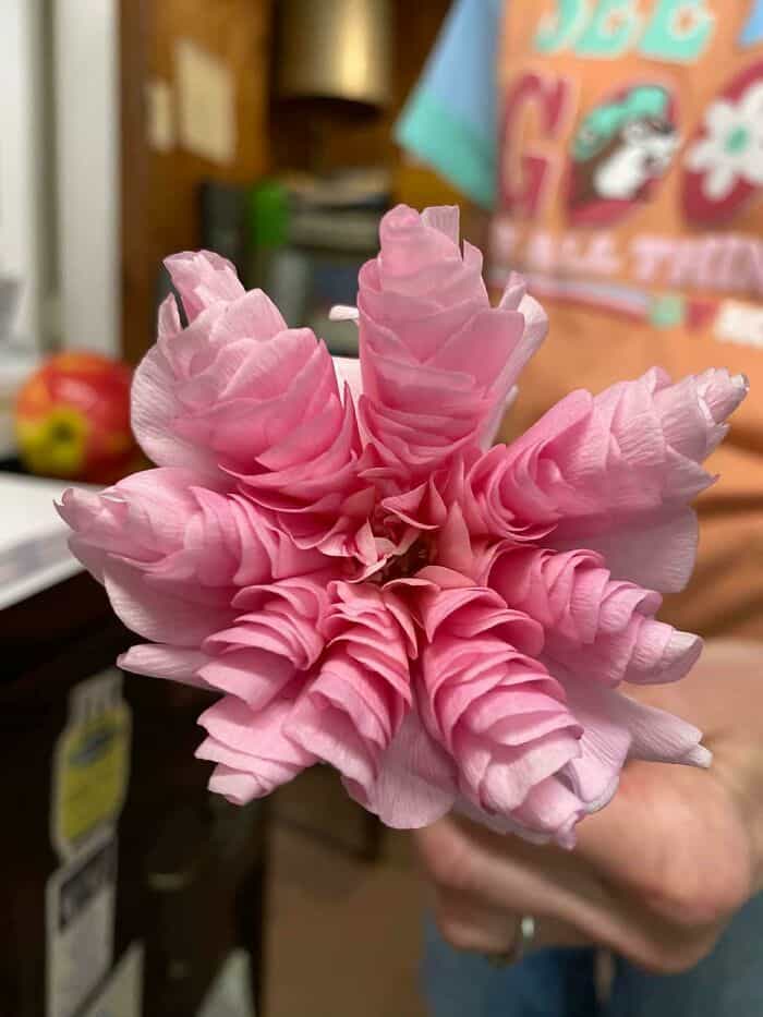Pink ruffled flower with multiple layers of petals held by a person.