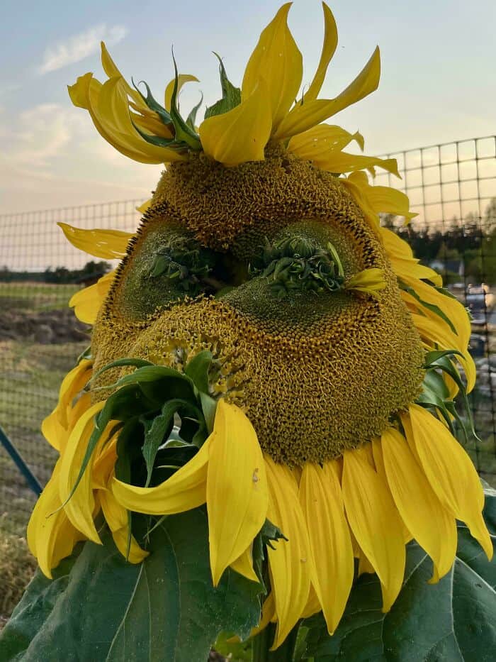 Sunflower with unusual growths and deformities, possibly a mutation.