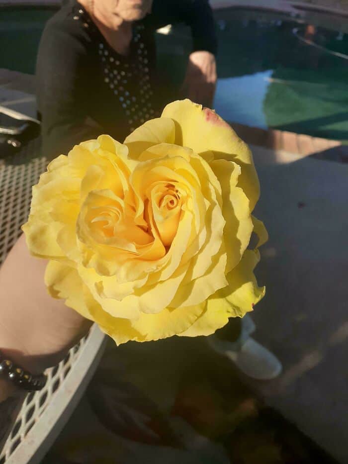 Yellow rose with a pink spot on one petal, held by a person outdoors.