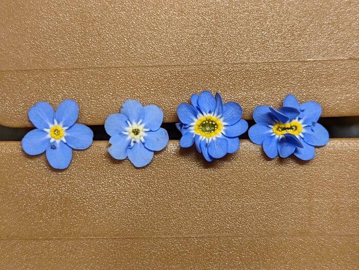 Five blue flowers with yellow centers on a brown surface.