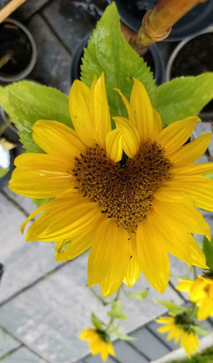Sunflower with a heart-shaped center and yellow petals.