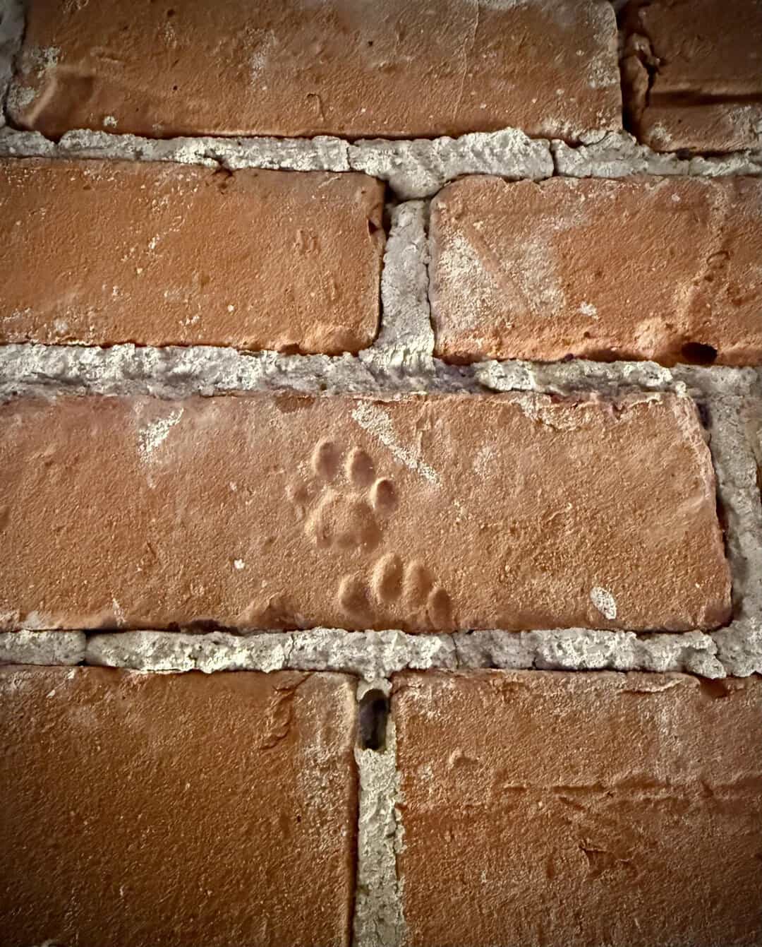 Dog paw prints in the brick wall, showing a small dog walking along the wall.
