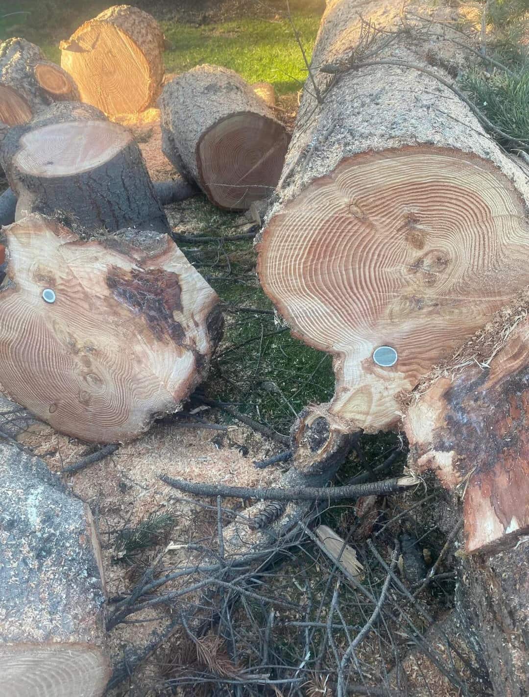 Cut logs and wood debris on the ground with visible tree rings and bark.