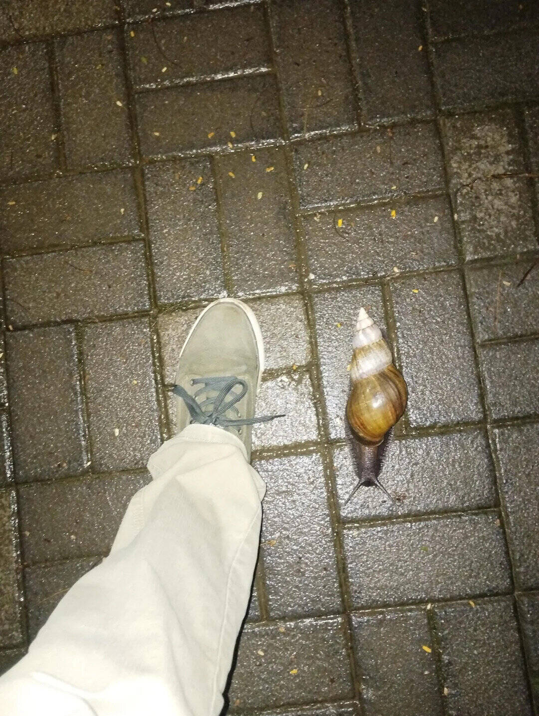 Person's foot and a large snail on wet pavement at night.
