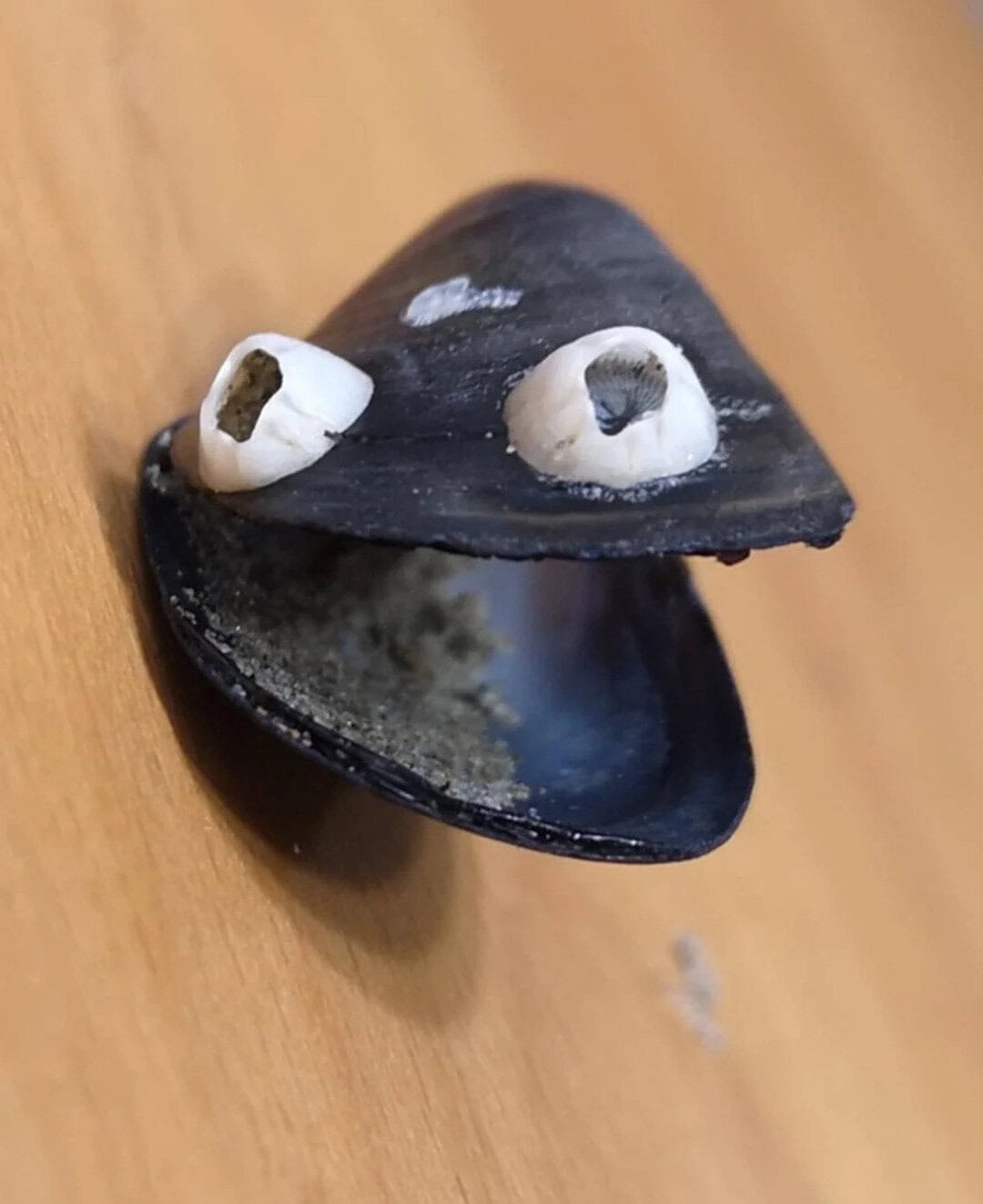 A black seashell with two white eye-like structures on top, on a wooden surface.