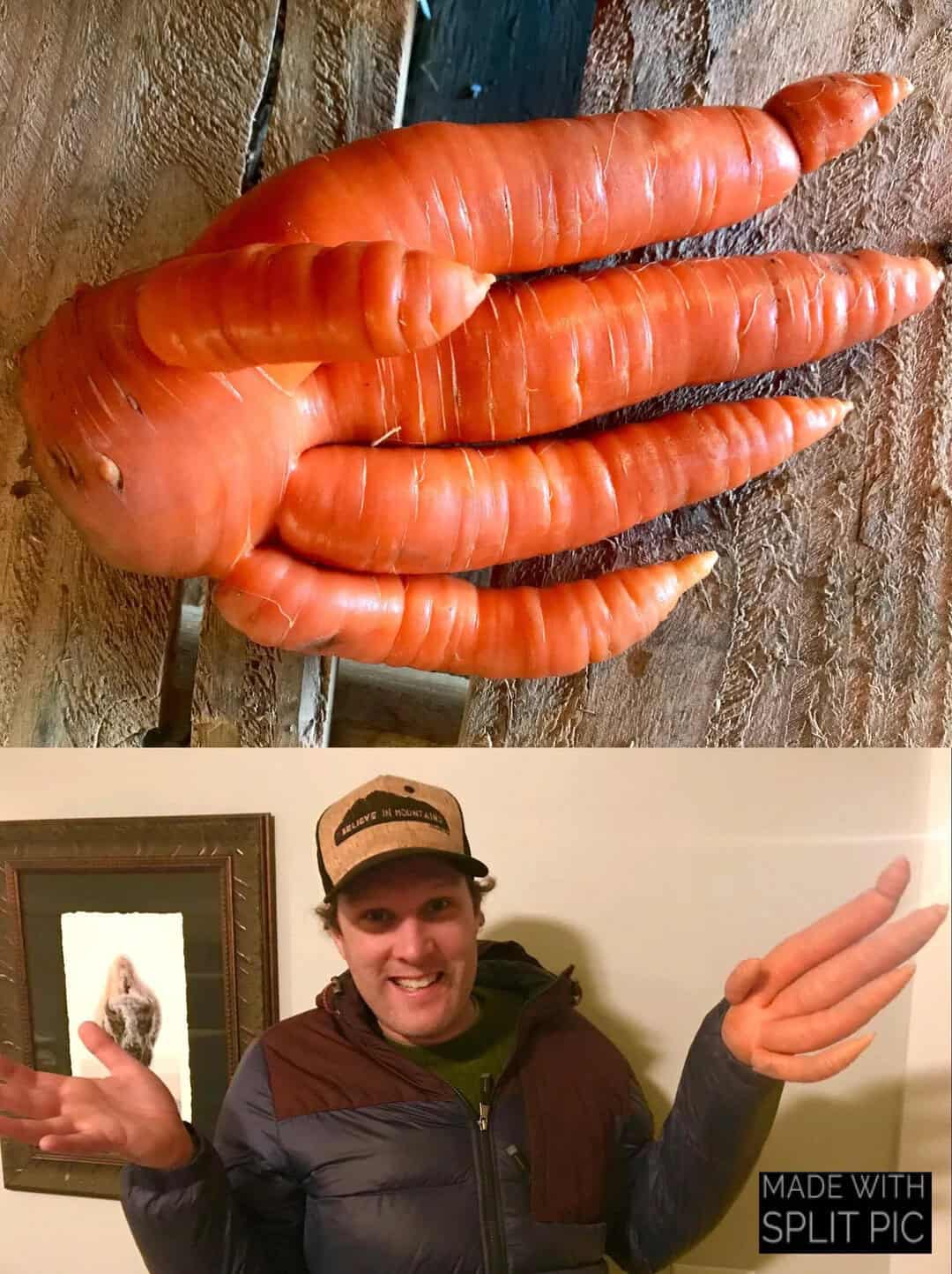 Large orange carrots on a wooden surface with a smiling person in the background.