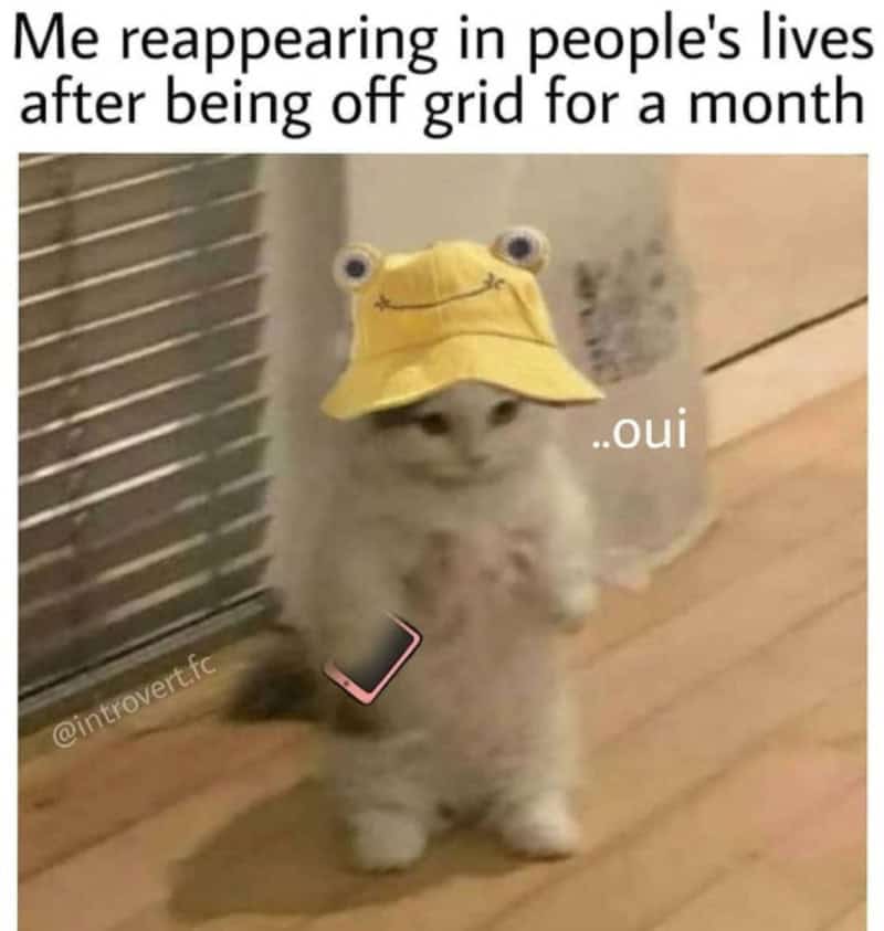 Cute kitten wearing a yellow hat with googly eyes, reappearing after a month.
