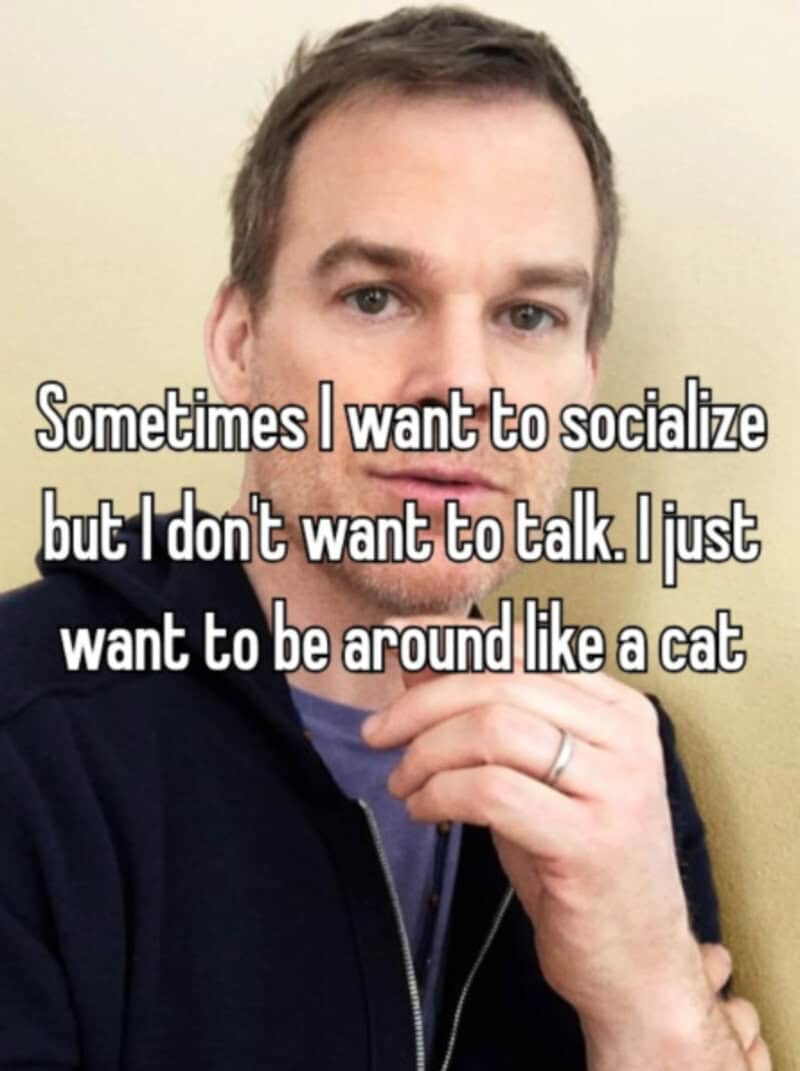 Sometimes I want to socialize but I don't want to talk. I just want to be around like a cat.