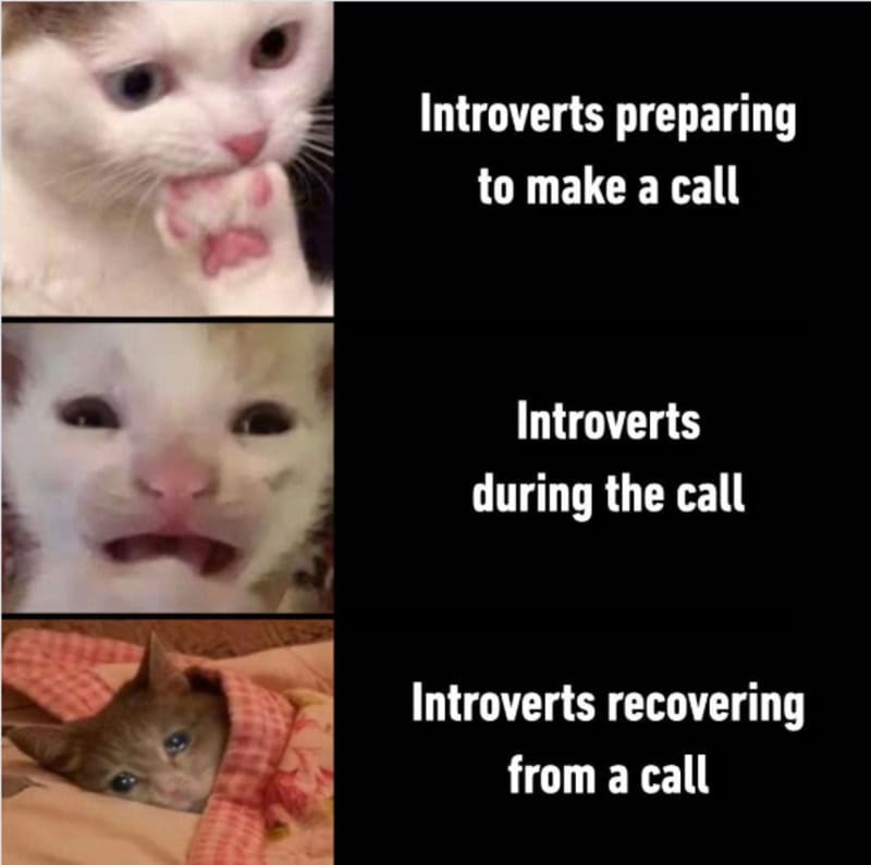Memes of cats showing different emotions with text about introverts and calls.