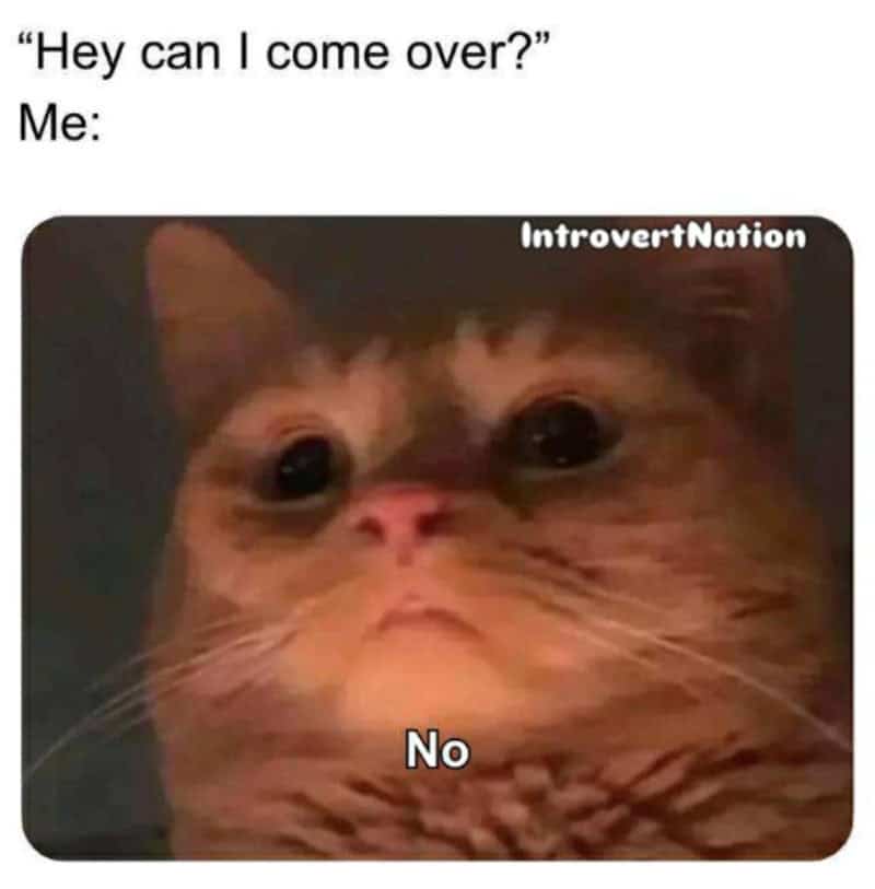 A close-up of a cat with a serious expression, with text about introvert memes.