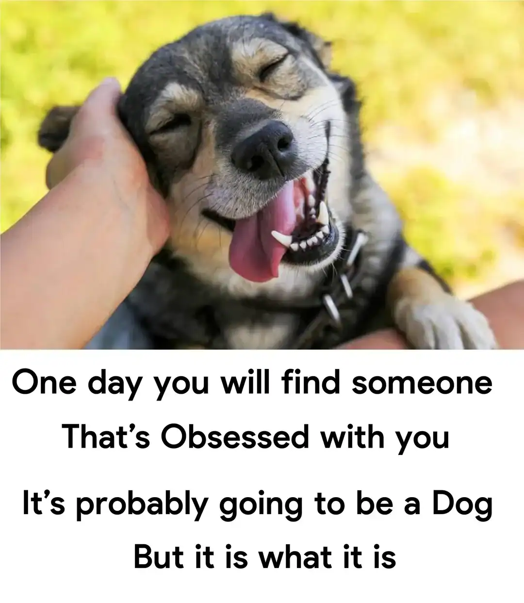 Happy dog being petted, smiling with eyes closed, tongue out, outdoors.