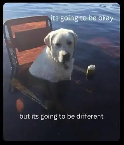 A dog sitting on a chair in water with text overlay.