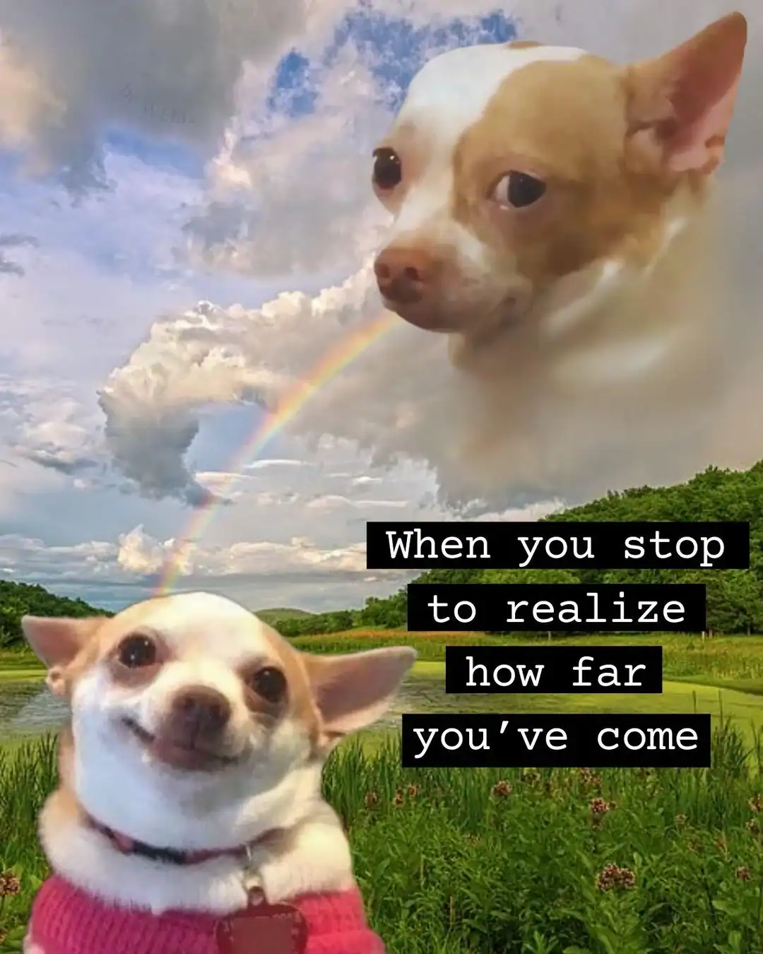 Large dog head with a rainbow and sky background, motivational quote overlay.