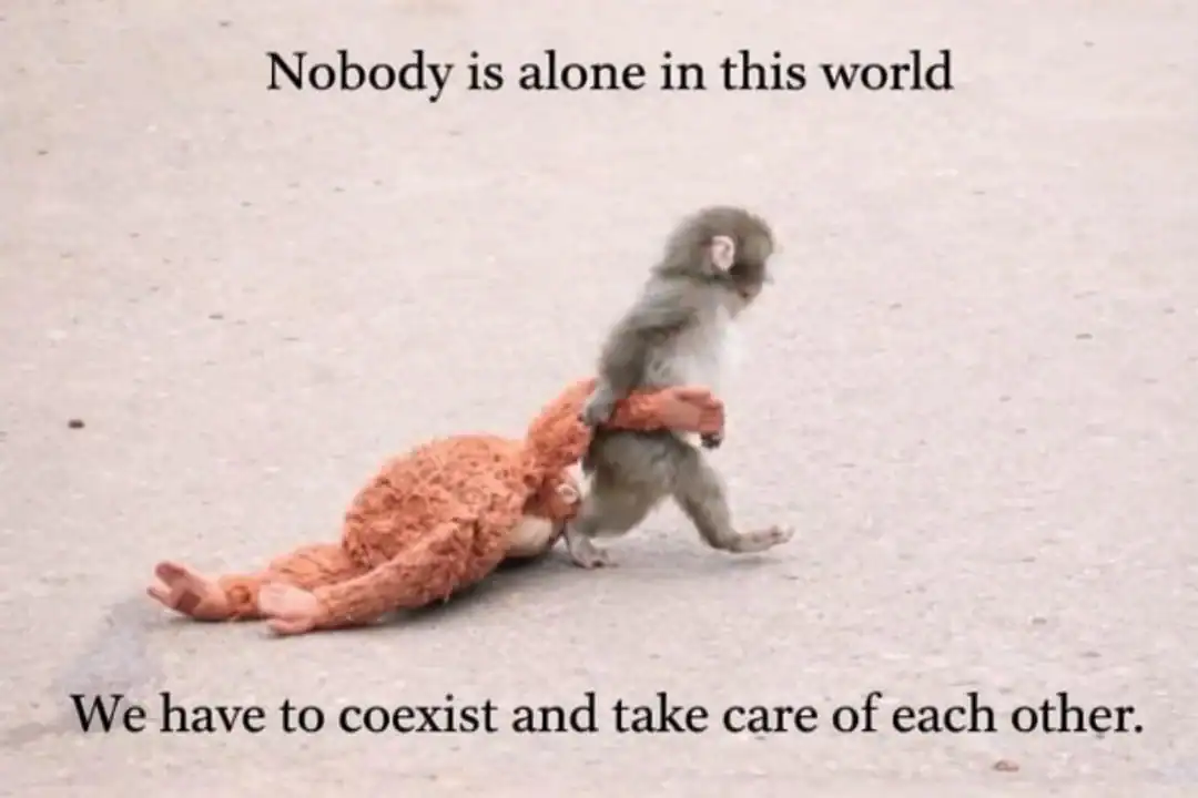 A compassionate monkey holding a plush toy with the text "Nobody is alone in this world" and "We hav.