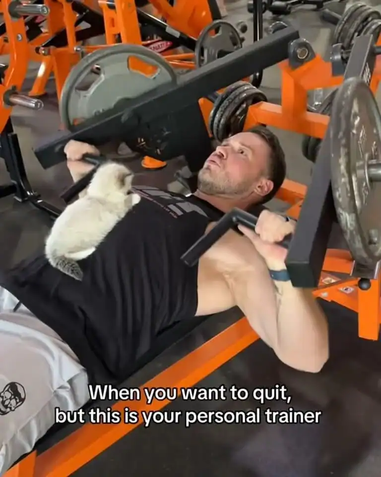 Push-up exercise with a man lying on a bench, lifting weights with a ferret on his chest.