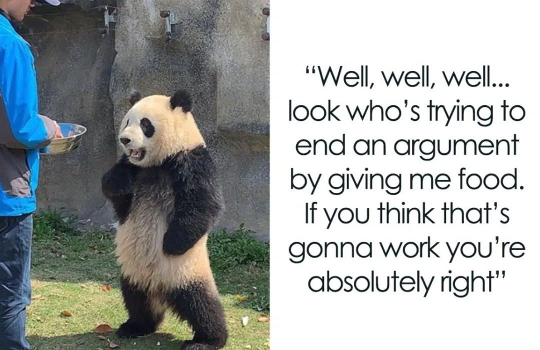 A bear in a panda costume standing on its hind legs, looking at a person holding a tray of food.