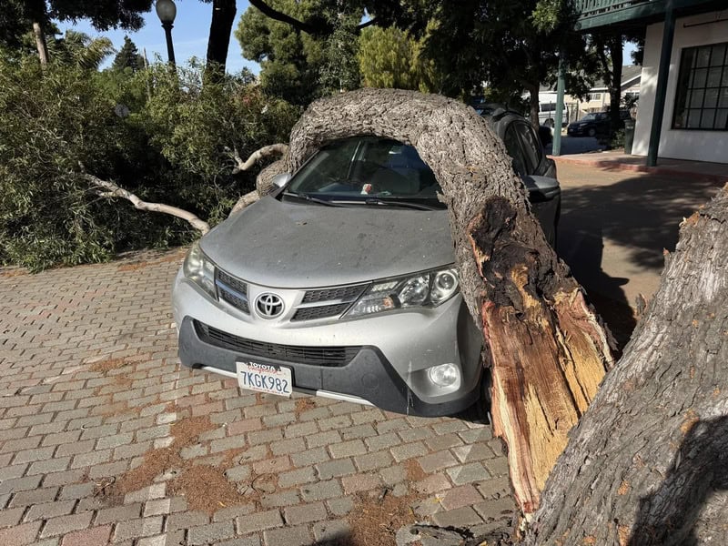 Fallen tree on car, blocking front windshield, in parking lot.