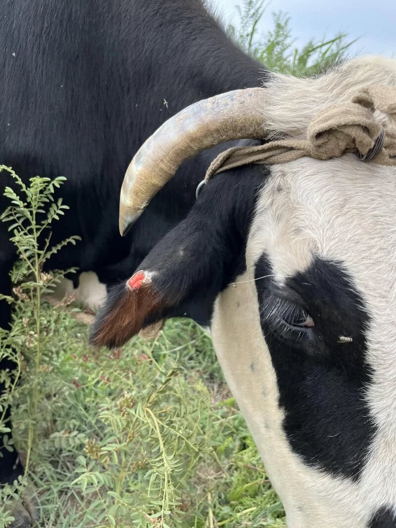 Close-up of a black and white cow with a curved horn and a small wound on its leg.