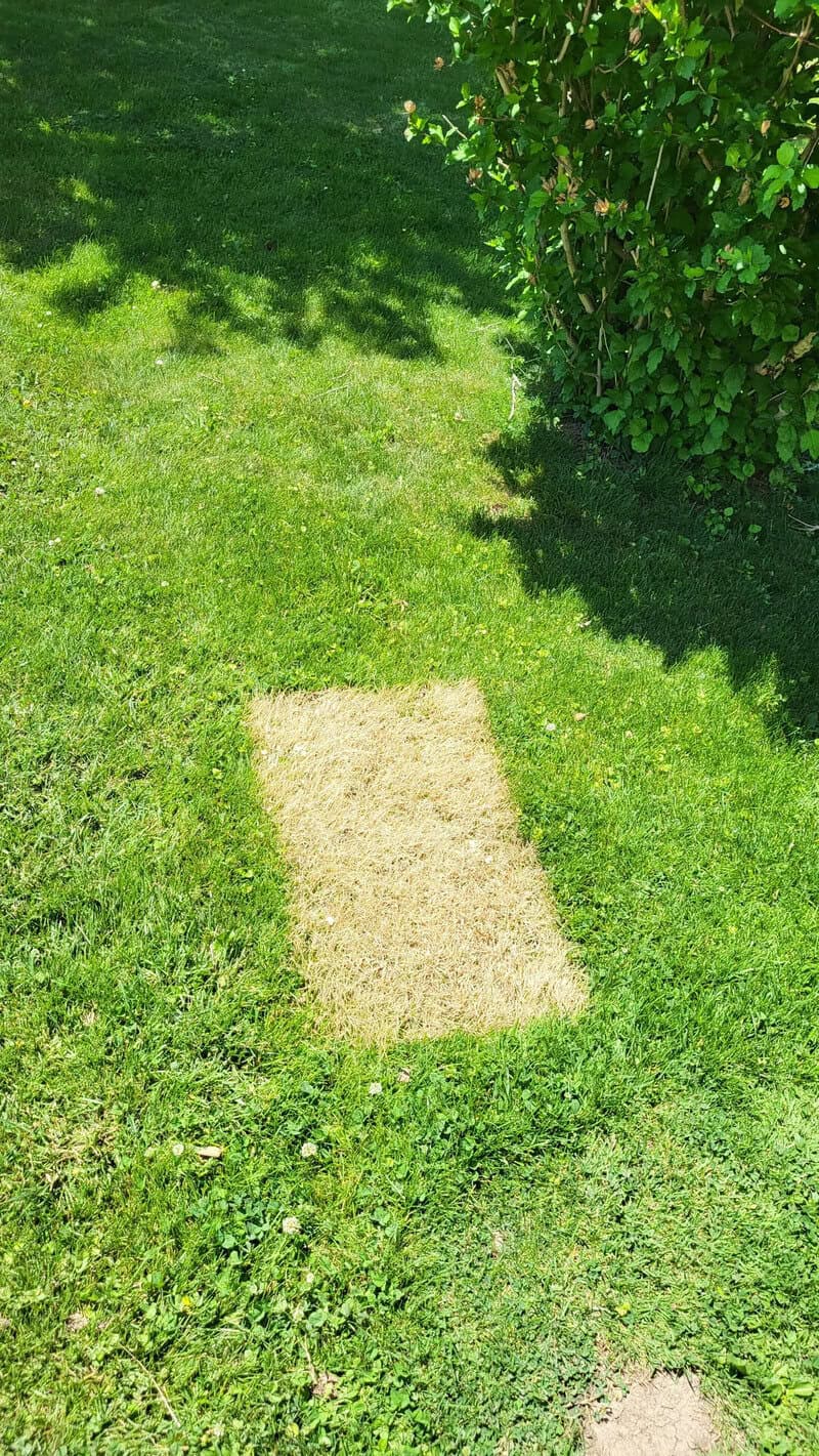 A lush green garden with a rectangular patch of dry, yellow grass in the center.