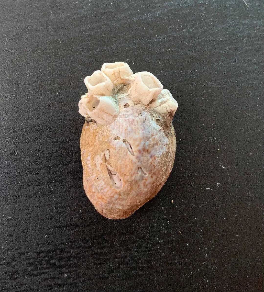 Sea shell with barnacles on a black surface, part of beach finds.