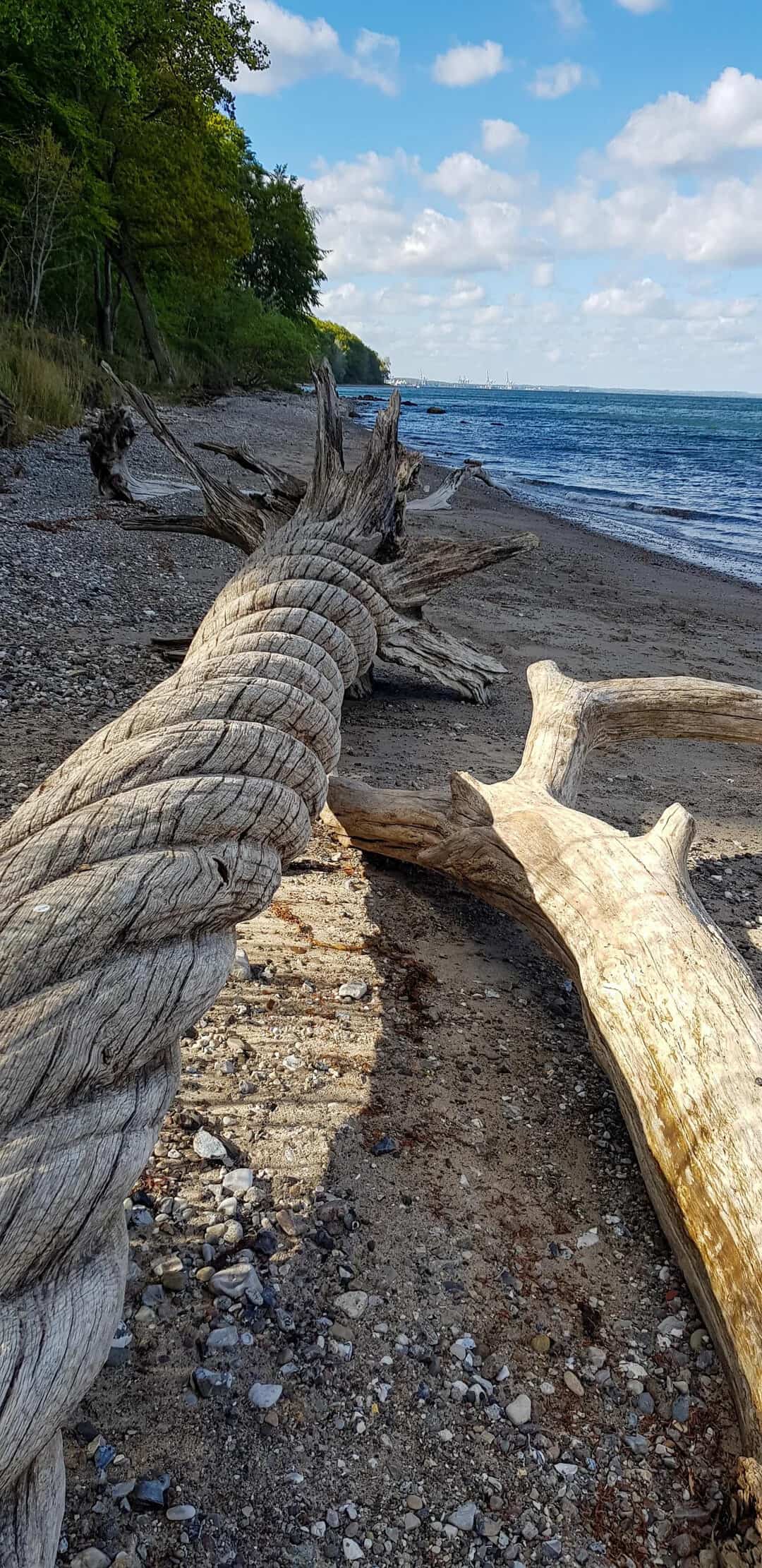 A weathered driftwood log on a beach with trees and blue sky in the background.