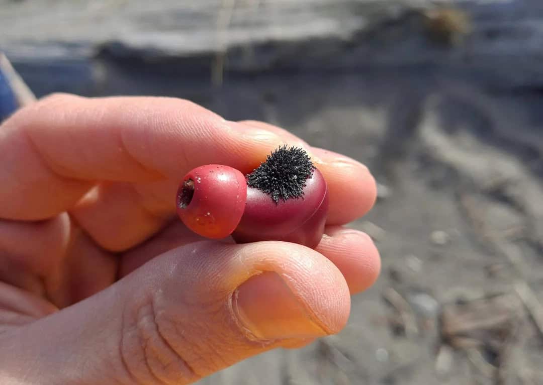 Hand holding small red and black berries on a beach with sand in background.