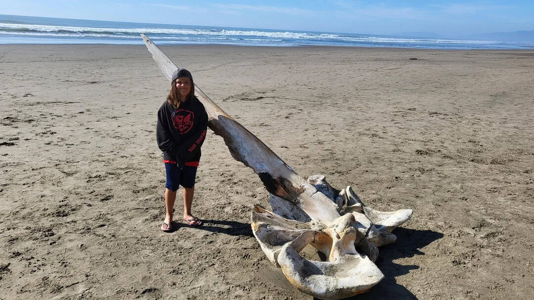 Person standing next to a large whale skull on the beach during daytime.
