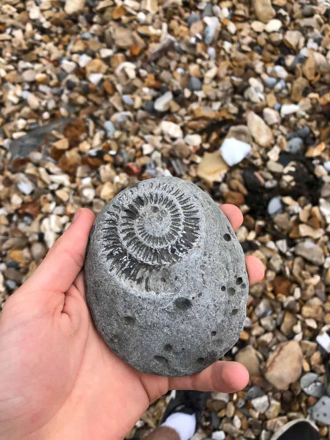 Hand holding a fossilized ammonite on a pebble beach.