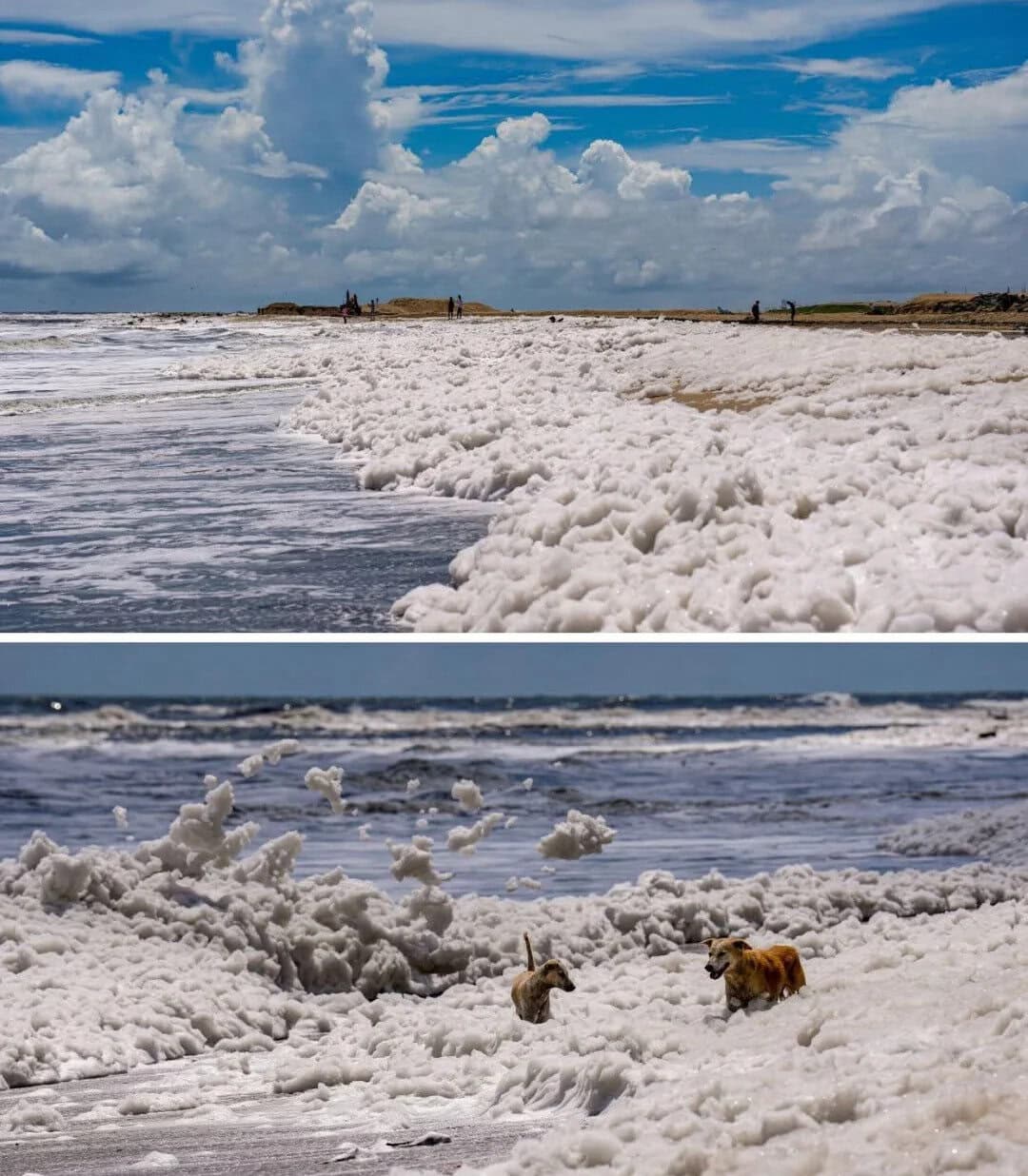 Beach with foamy waves and a cloudy sky, people in the distance, dogs playing in the surf.
