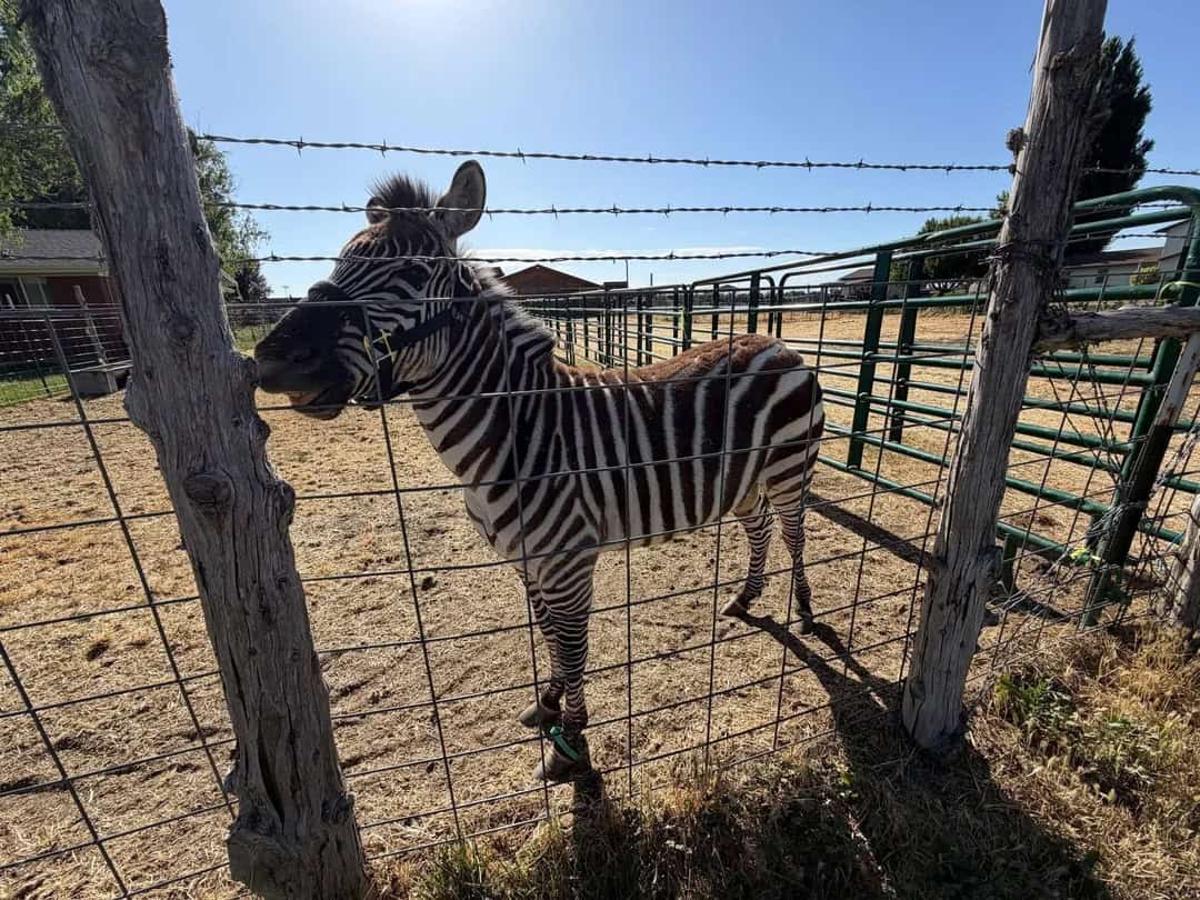 Zebra standing behind a wire fence in a sunny outdoor enclosure.