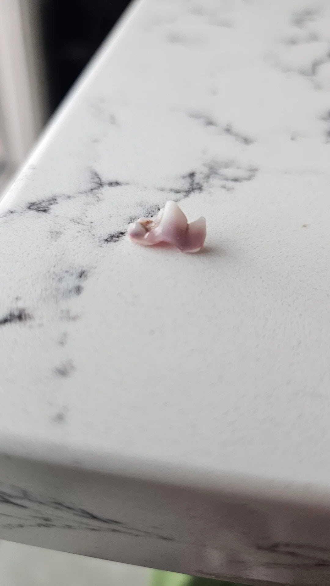 Pink seashell on a white marble surface with gray veining.