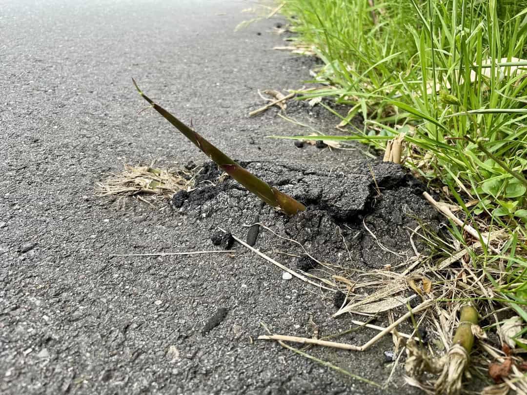 Crack in the asphalt with grass growing nearby on the roadside.