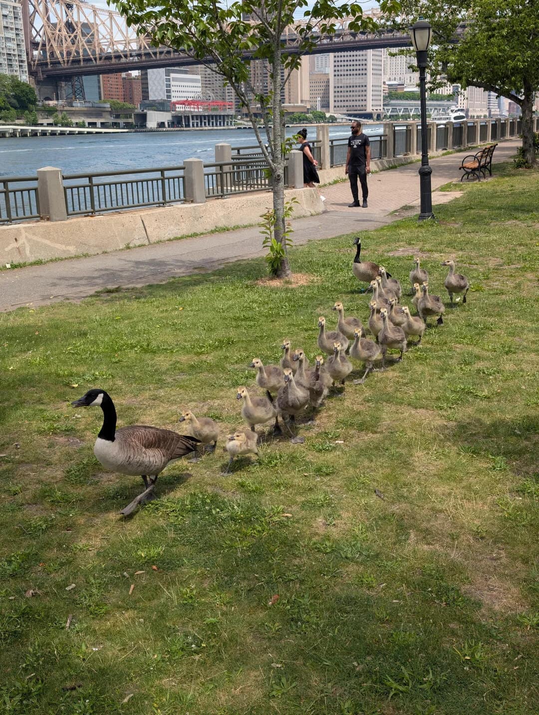 Geese family walking on grassy park near river with city skyline in background.