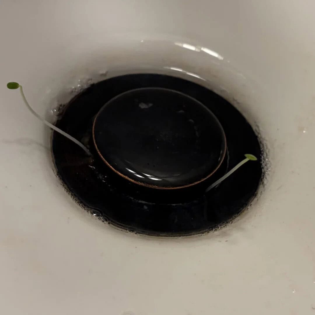 Black drain with two small green sprouts in a white sink.