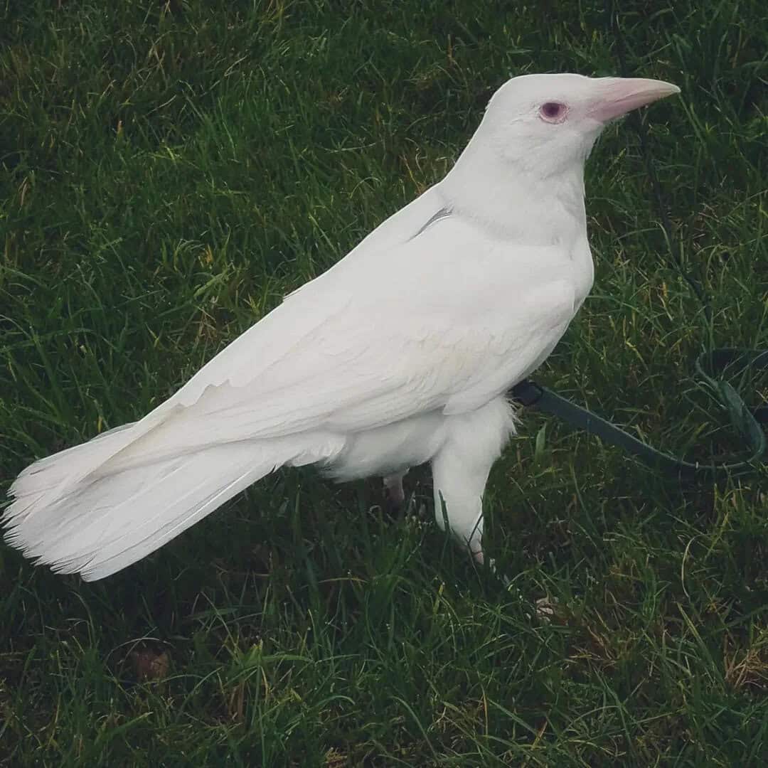 White bird with a long beak standing on green grass.