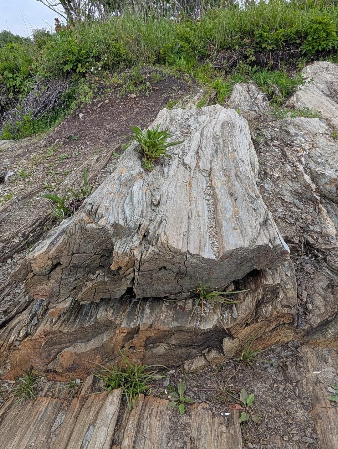 Large layered rock formation with small green plants growing on and around it.