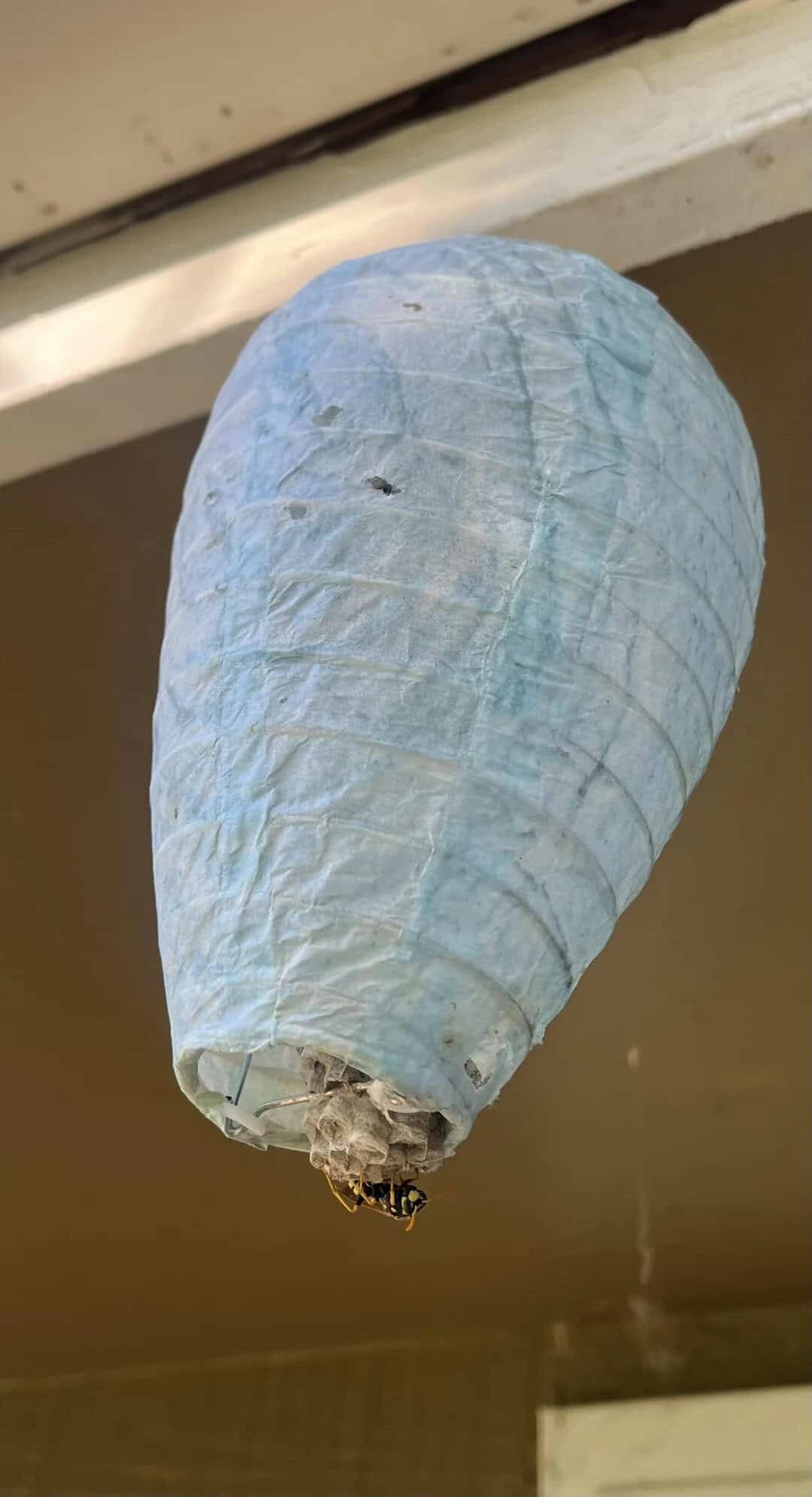 Blue paper lantern hanging from ceiling with a small insect at the bottom.