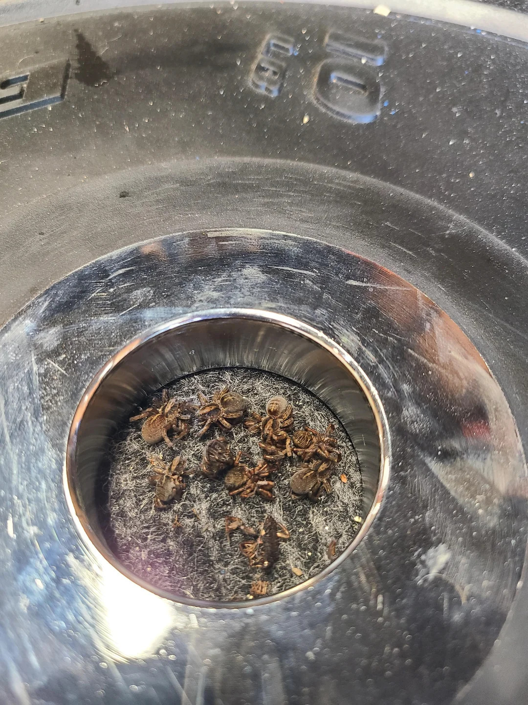 Dead bees in a black container with a reflective surface.