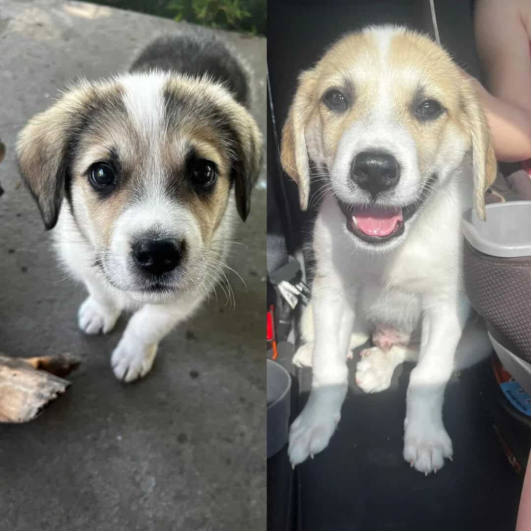 Cute puppy with a black nose and brown eyes, looking up at the camera.