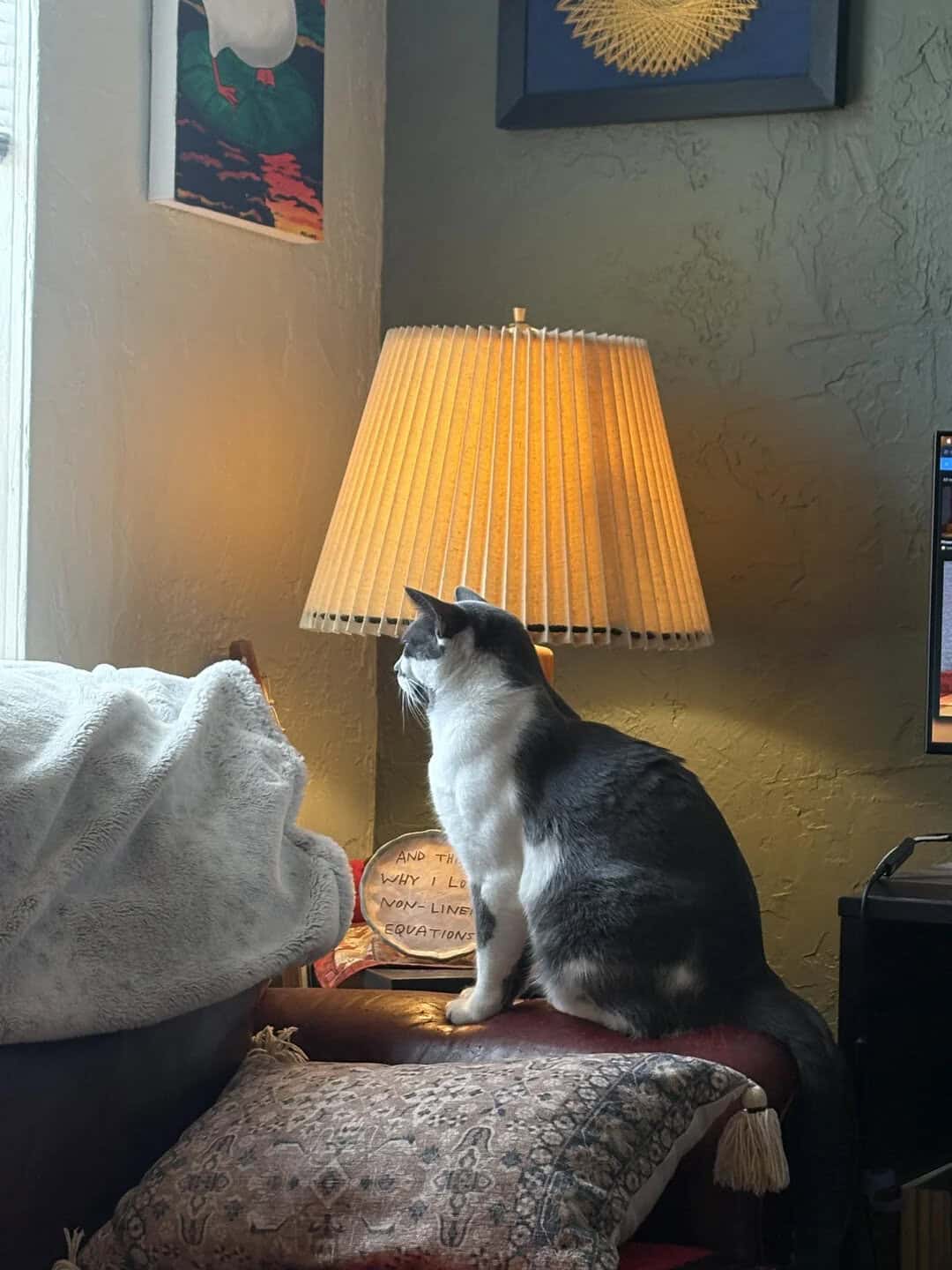 Cat sitting on a cushion near a lamp in a cozy room.