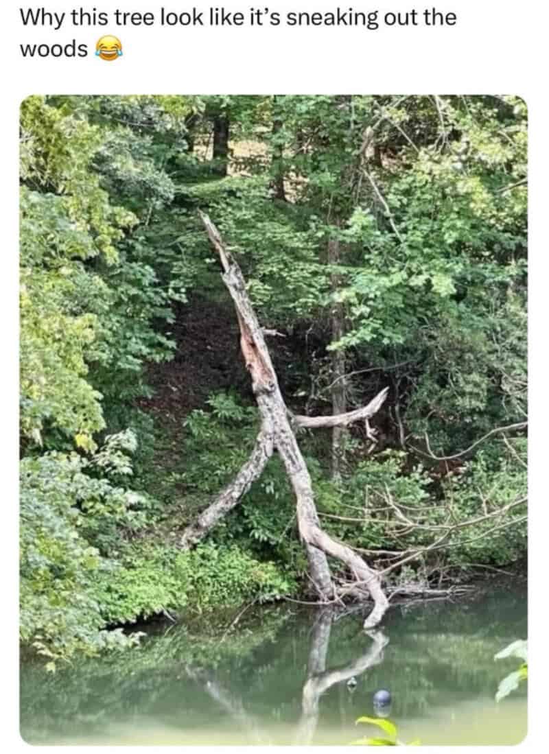 Tree leaning over water with a branch resembling a sneaky face.